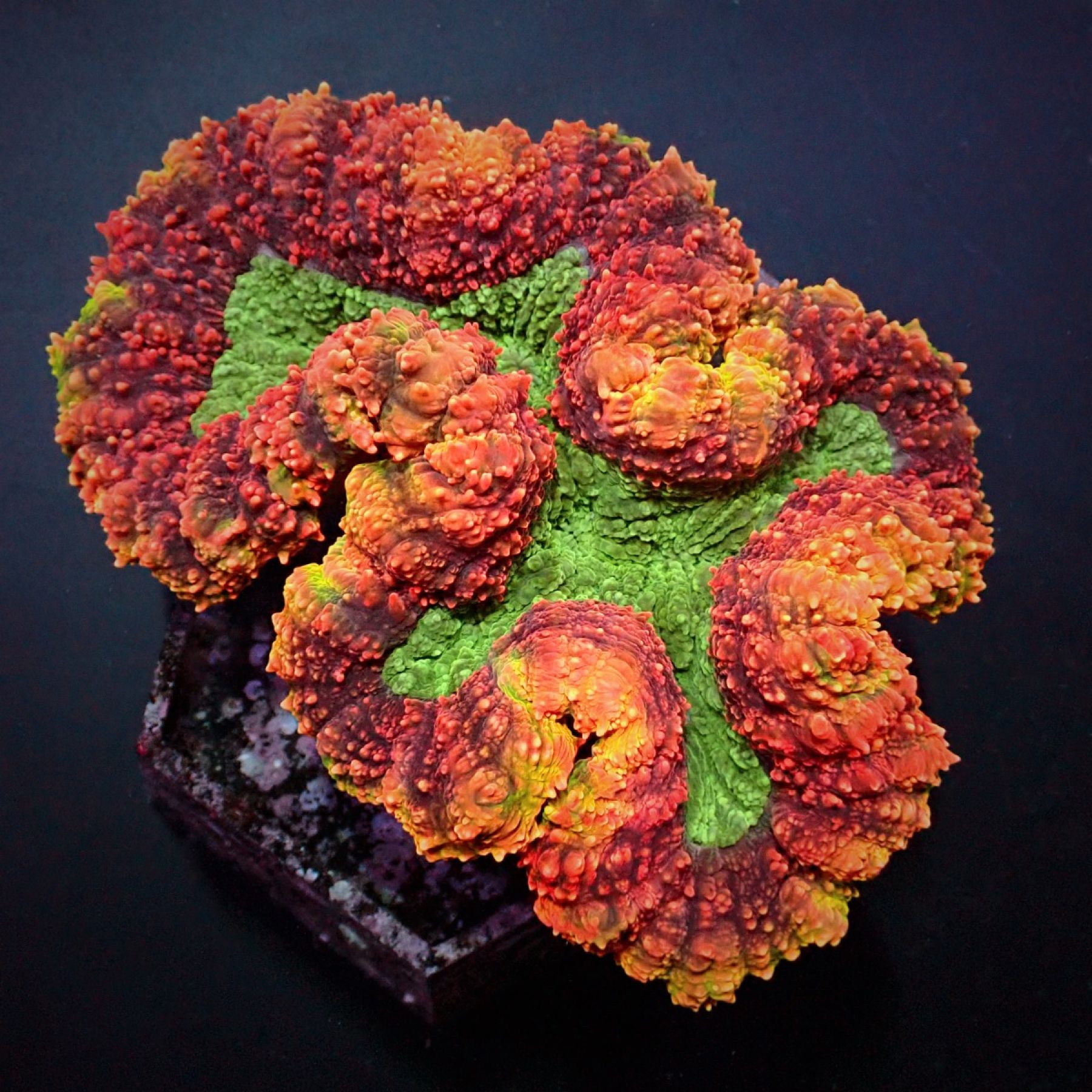 Symphyllia spp. (Rainbow)